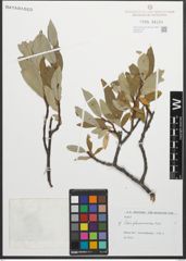 Foto von Salix glaucosericea Flod.